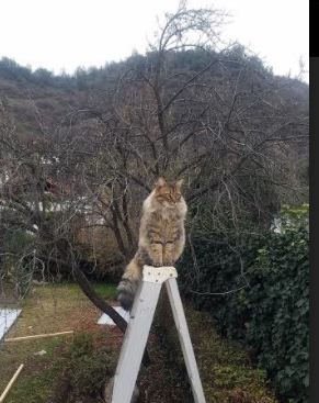 体育新闻中心参与全国体育科技传媒融合政策研讨，cctv体育新媒体