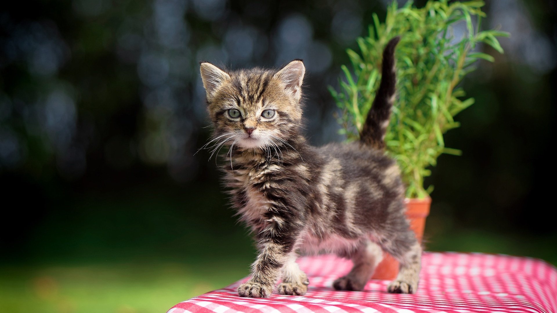 四分打完成率联盟第一是谁，英雄联盟四一分推